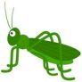 green-grasshopper-canstock21113209