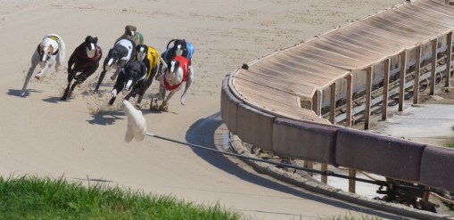 Dogs_racing_around_first_turn_derby_lane